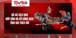 Đá Gà Cựa Dao - Hấp Dẫn Và Vô Cùng Kịch Tính Khi Theo Dõi